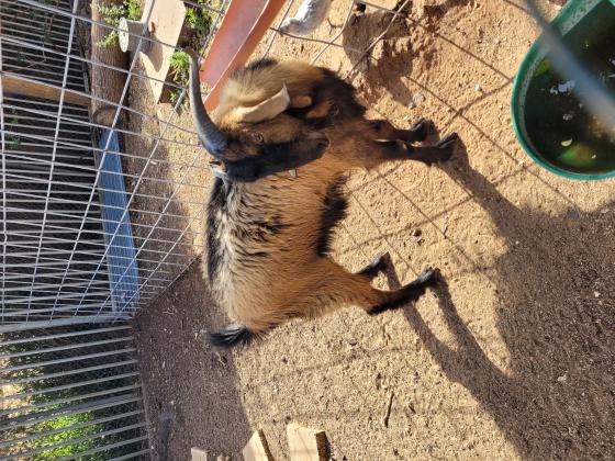 תיש בן שנה בריא וחזק