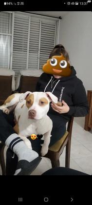 פיטבולית רד נאוז ובולי בת שנה