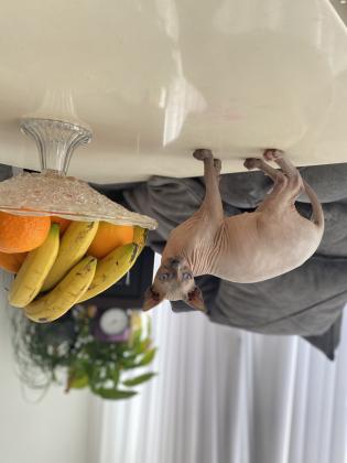 חתולת ספינקס קנדי למכירה קיבלה