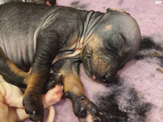 גורים של טרייר אמריקאי חסר שיער (קירח)