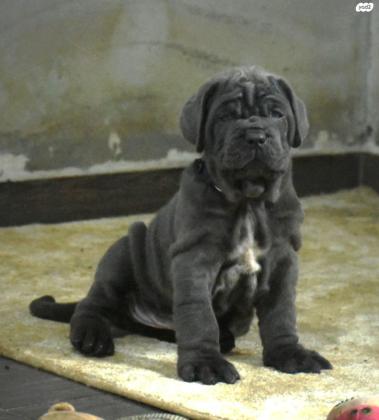 גורי מסטינו נפוליטנו ברמה גבוהה