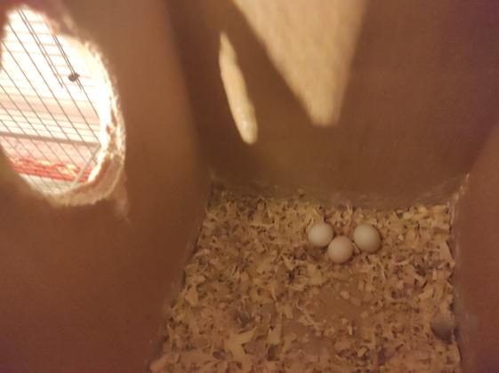 להקת קוקטיילים+ווליר