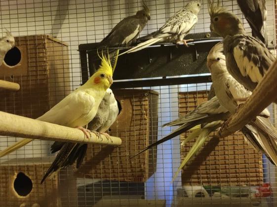 להקת קוקטיילים+ווליר