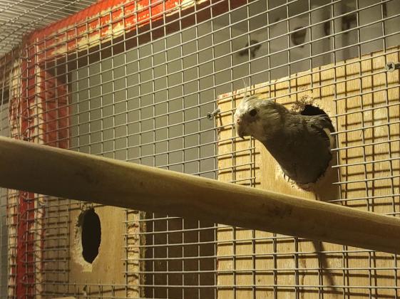 להקת קוקטיילים+ווליר