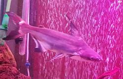 דולפין טורף ,אורך 25-30 ס"מ,