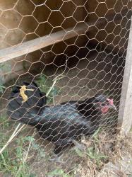 2 תרנגולים יפים זכר ונקבה כל יום ביצה