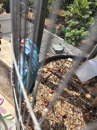 דררה כחול טורקיז הורים במקום אכלת יד