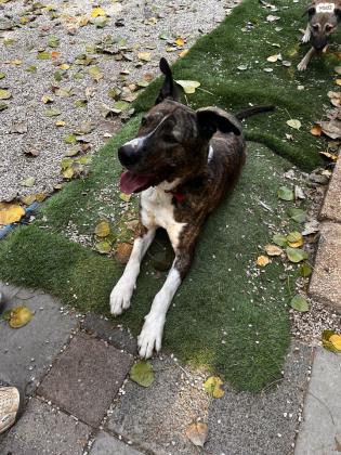 דינגו- כלב מתוק מתוק בן 3