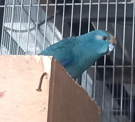 זוג קקריקי כחול נשאים פייד