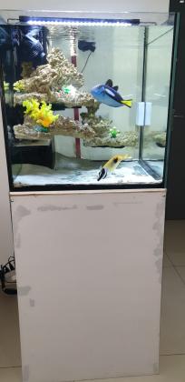 למכירה אקווריום 60×60×60 כולל צנרת