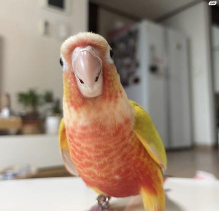 גרינציק אננס חזה אדום האכלת