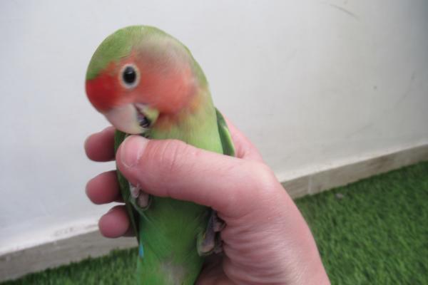 ציפור אהבה האכלת יד