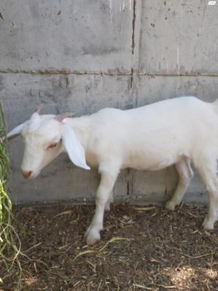 למכירה גדיה מיוחדת מאוד מסוג