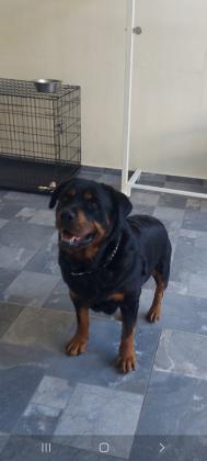 למכירה נקבה רוטווילר מדהימהטובה עם