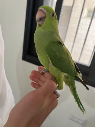 למכירה תוכי דררה ירוק האכלת