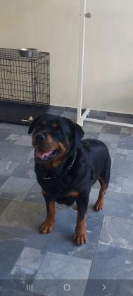 למכירה נקבה רוטווילר מדהימהטובה עם