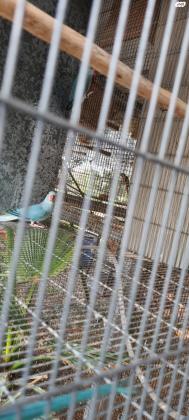 זוג דררה קלירטייל כחול מטובעים