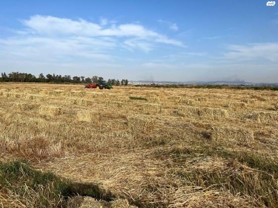 למכירה חבילות קטנות 17קג חציר