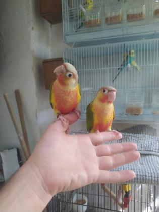 קוניור גרינציק אננס האכלת יד