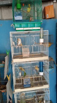 למכירה כנרים גלוסטרים עם בלי