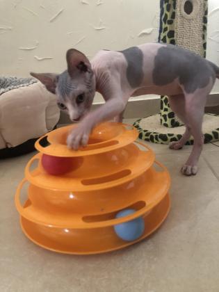 למכירה גור ספינקס קנדי האחרון