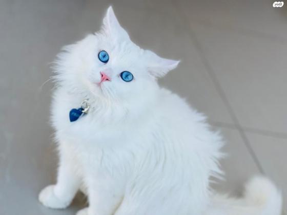 זכר שיראזי לבן עיניים כחולות