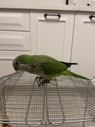 תוכי מסוג קוואקר האכלת יד