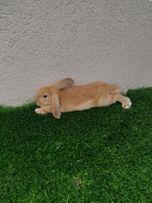 ארנב ננסי מסוג מיני לופ (אוזניים שמוטות)