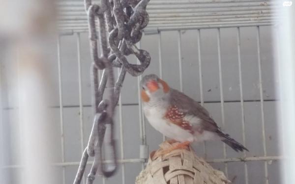 למכירה זברה פינק צעירים ובוגרים,