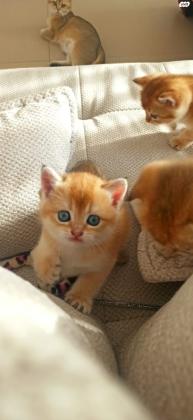 למכירה גורים מיוחדים סקוטיש שינשילה