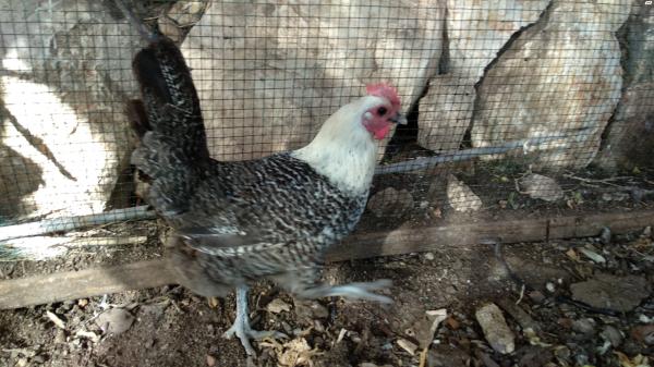 זן פיומי כנראה תרנגול