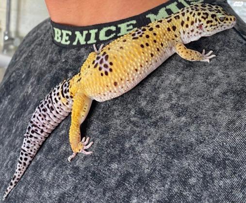 שממית מנומרת יפיפייה למכירה יחד