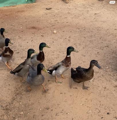 למכירה אפרוחי ברווז מסוג ברכיה