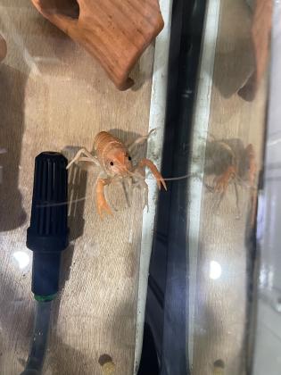 לובסטר כתום ענק חזק ובריא