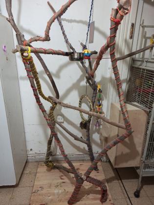 סטנד לתוכים גדוליםעשוי מעץ אקליפטוס