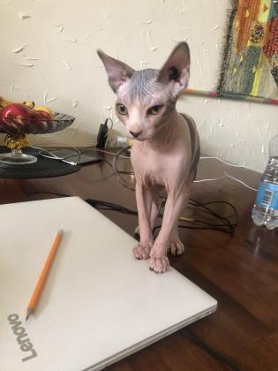 למכירה גור ספינקס קנדי האחרון