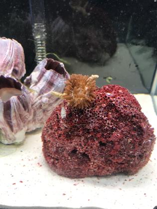 אקווריום נאנו מים מלוחים חדש