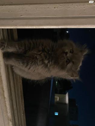 גור בריטי שיער ארוך גזעי זכר בן חודשיים