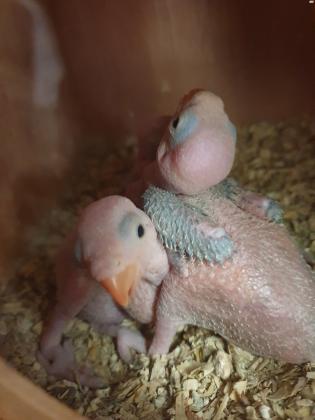 גוזלי דררה ירוקים להמשך האכלה