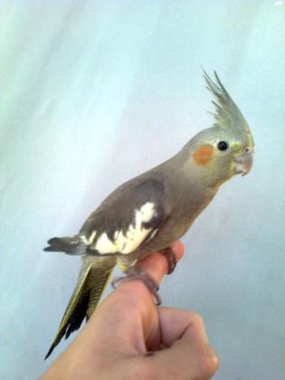 למכירה תוכי קוקטייל מתוקים !!!