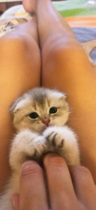 למכירה גורים מיוחדים סקוטיש שינשילה