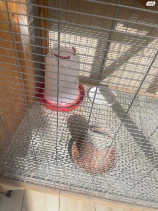 כלוב לתוכים מעץ עבודת יד