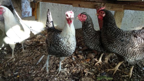 זן פיומי כנראה תרנגול