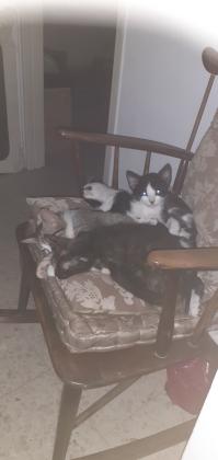 חתולים מתוקים בני כמעט שלושה