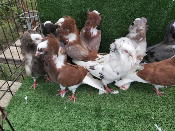 למכירה יונים מסוגים שונים