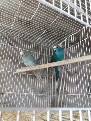 קקריקי כחול ,כחול באיד זוגות