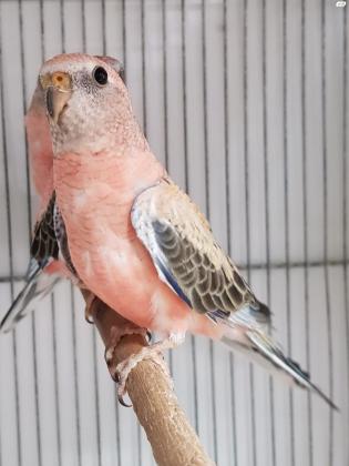 בורקס פרקיט במגוון מוטציות ונשאויות