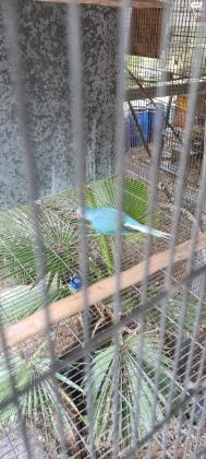 זוג דררה קלירטייל כחול מטובעים