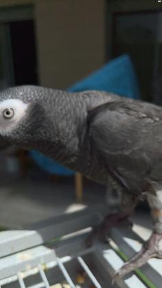 תוכי מקסים, האכלת יד, מתוק