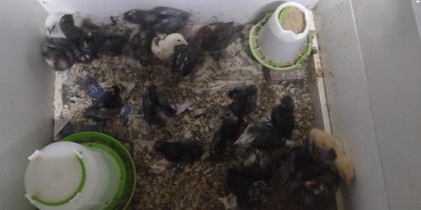 אפרוחים של פלימות רוק בני